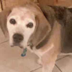 Meet your Posher, Annie